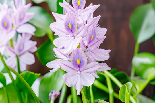 Flowers blooming in a garden during the day showing vibrant colors and fresh green leaves