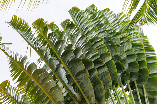 Tall green leaves sway under the cloudy sky in a tropical setting