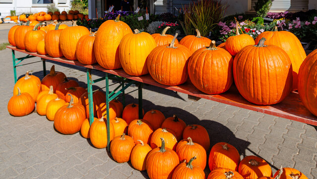Display of pumpkins at a market in autumn with sunlight shining on bright orange colors