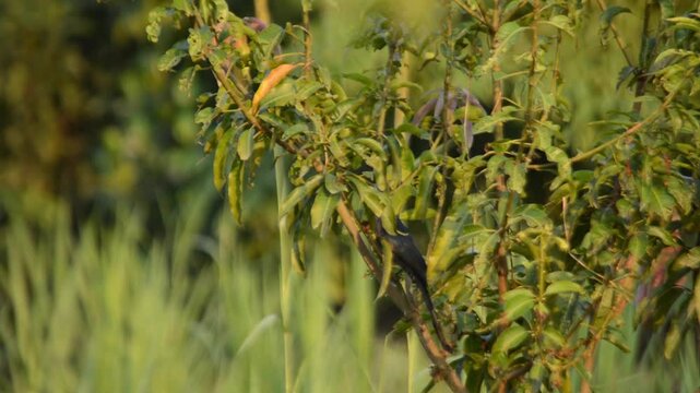 Black Drongo Perched on Green Foliage Taking Flight in Countryside