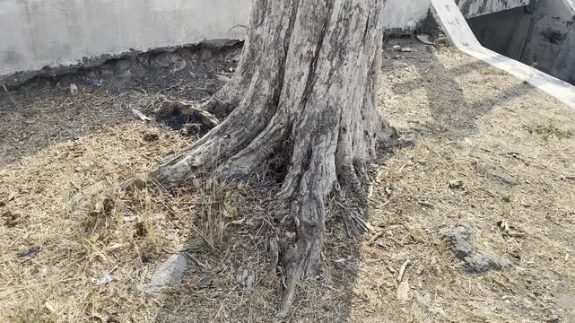 Close up of large tree root systems on dry ground