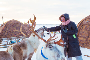 Travelers feed reindeer near a reindeer herders' camp. Nenets Autonomous Okrug, Russia. © lizavetta