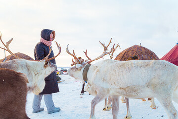 Travelers feed reindeer near a reindeer herders' camp. Nenets Autonomous Okrug, Russia. © lizavetta