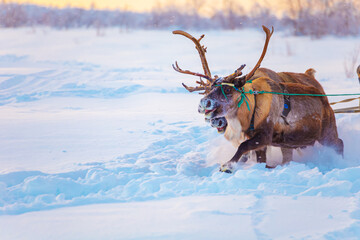 A team of reindeer and a sleigh race across the snowy tundra. Nenets Autonomous Okrug,  Russia. © lizavetta