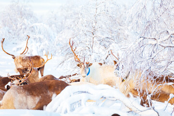 A herd of beautiful reindeer in a snowy forest. Life in the Arctic. © lizavetta