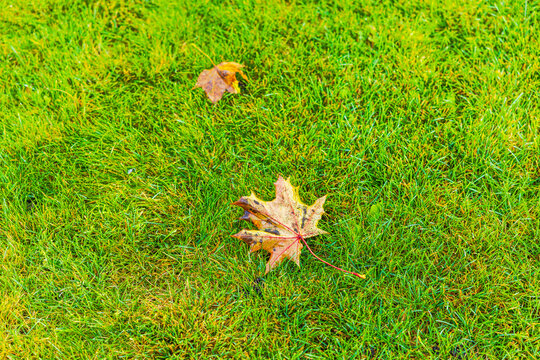 Close-up view of fallen autumn maple leaves resting on garden lawn. Sweden.