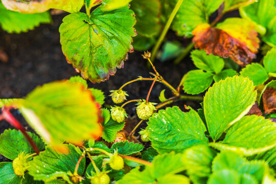 Close-up view of unripe strawberries growing among serrated leaves with browning edges. Sweden.