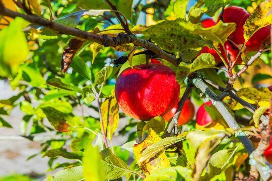 Close-up view of ripe apple hanging from branch among autumn leaves in sunlight. Sweden.