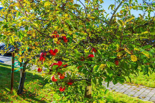 Close-up view of ripe apples hanging from leafy branches in autumn garden. Sweden.