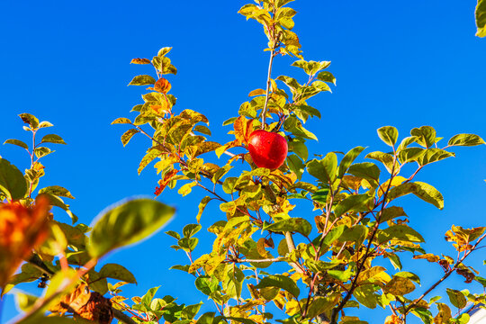 Close-up view of ripe apple among autumn leaves against clear blue sky. Sweden.