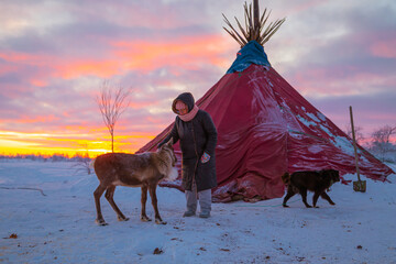 A woman and a reindeer near a chum, the traditional dwelling of the Nenets reindeer herders, at sunset. © lizavetta