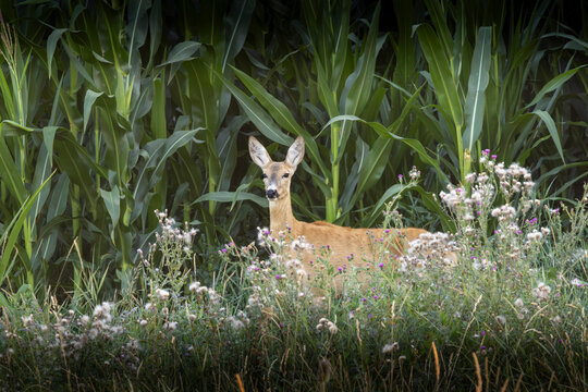 roe deer doe among wildflowers beside cornfield