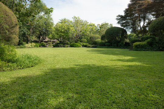 Green lawn background with broad tree shadows and sunlit copy space, rounded topiary and layered foliage beneath clouded blue sky, tranquil garden scenery with foreground to background sharpness