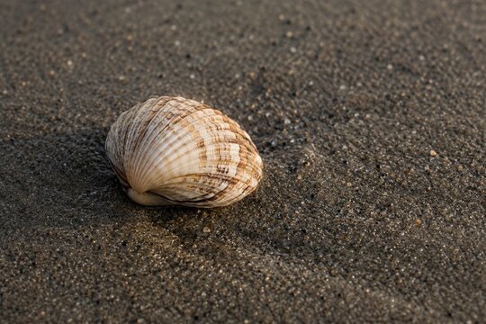 Single closed seashell resting on dark wet sand