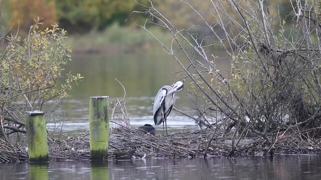 Grey heron