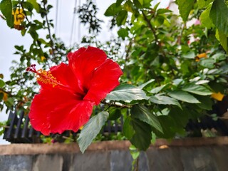 Bright red hibiscus flower in full bloom with vivid petals, yellow stamen, and glossy green leaves, symbolizing tropical beauty and natural elegance. © Jaka Pics