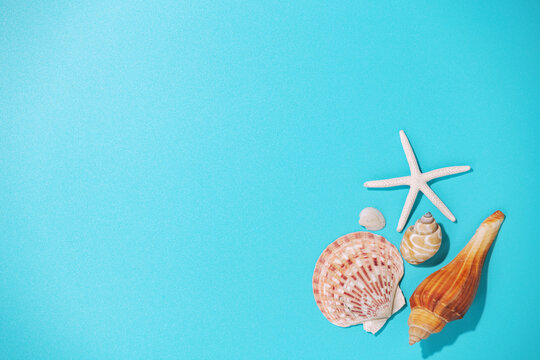 Seashells on blue background, top view