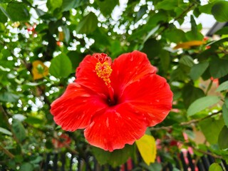 Close-up of a bright red hibiscus flower with smooth petals, yellow-tipped stamen, and lush green leaves, symbolizing tropical beauty and natural elegance. © Jaka Pics