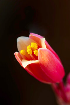 Yucca Flower Closeup