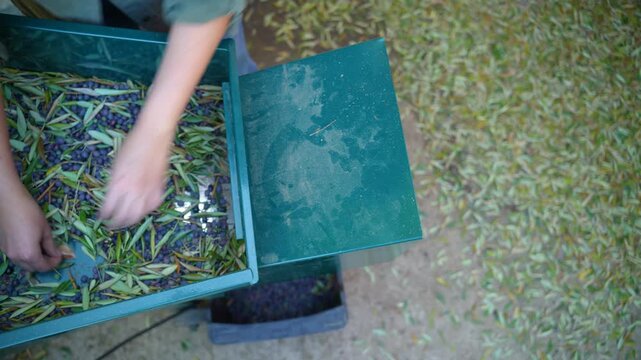 hands of farmer using olive deleafer machine used to separate olives from leaves in action during harvest, olive leaf blower