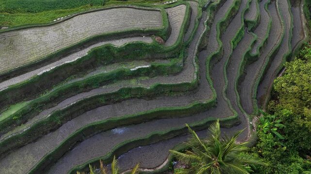 Aerial drone flying backward over lush green rice terraces with flooded paddy fields and coconut palms, Bali, Indonesia.