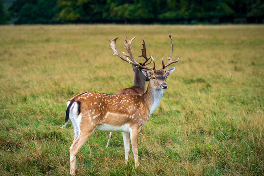 Two Fallow Deer (Dama dama) standing in a grassy field at sunset.