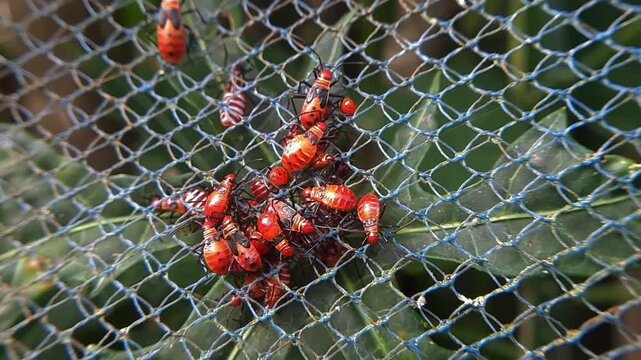 Group of red cotton stainer nymphs gathering on a green leaf behind a blue protective garden netting