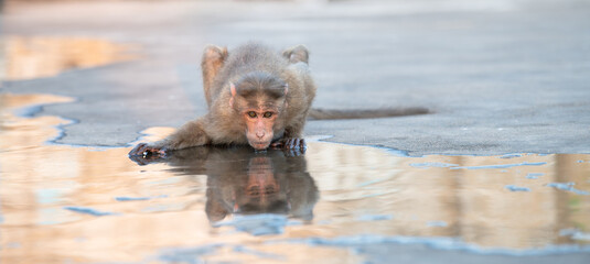 dark-bellied bonnet macaque , Macaca radiata radiata, wildlife, zati drinking water on rooftop, habitat, forests and human dominated environments, south india hampi © Maximilian
