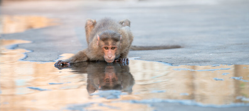 dark-bellied bonnet macaque , Macaca radiata radiata, wildlife, zati drinking water on rooftop, habitat, forests and human dominated environments, south india hampi