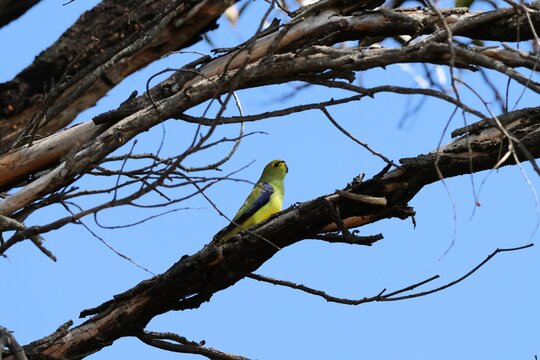 Blue-winged Parrot (Neophema chrysostoma) perched on wattle tree branch against blue sky
