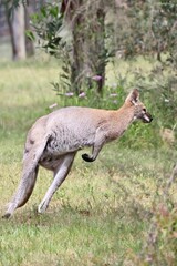 Wild Red-Necked Wallaby (Notamacropus rufogriseus) about to take flight, South Australia © Wattlebird