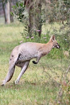 Wild Red-Necked Wallaby (Notamacropus rufogriseus) about to take flight, South Australia