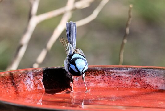 Male Superb Fairy-wren (Malurus cyaneus) at bird bath, South Australia