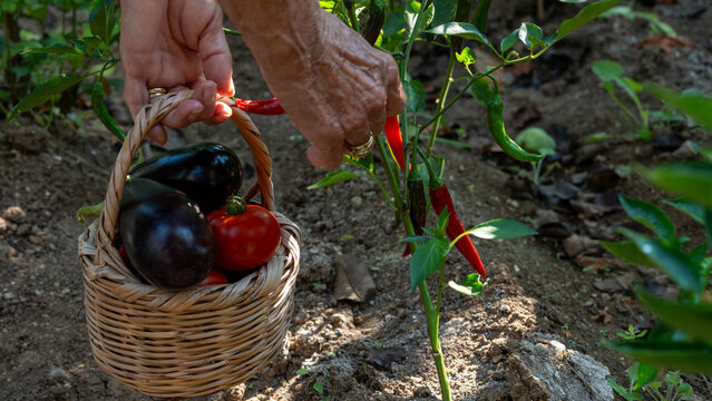 vegetable gardening at the backyard