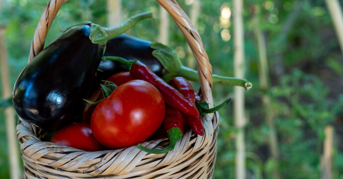 vegetable gardening at the backyard
