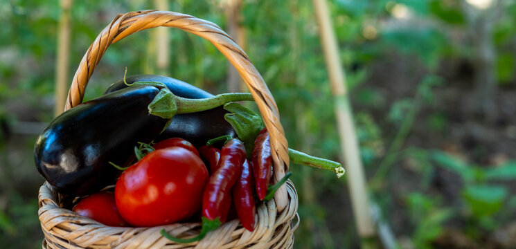 vegetable gardening at the backyard