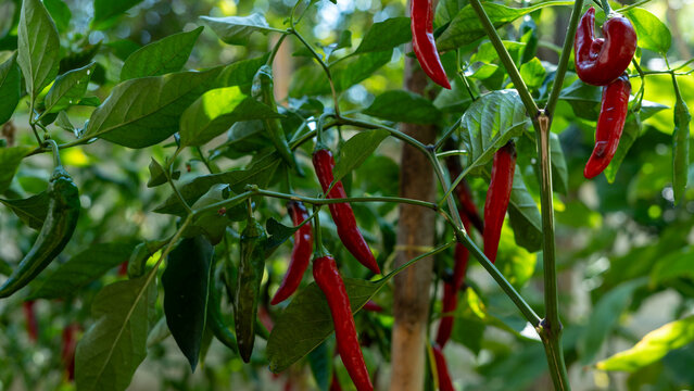 vegetable gardening at the backyard