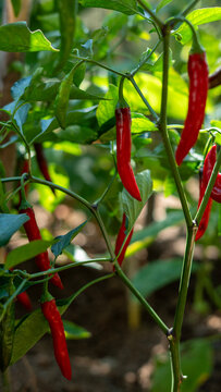 vegetable gardening at the backyard