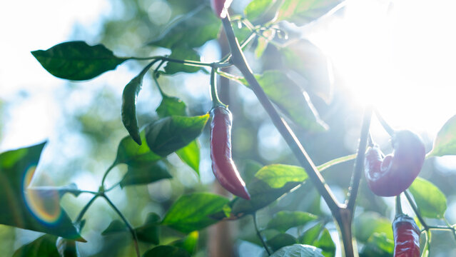 vegetable gardening at the backyard