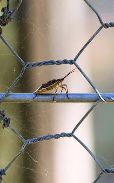 Brown Shield Bug  (Poecilometis strigatus) on farm gate, South Australia