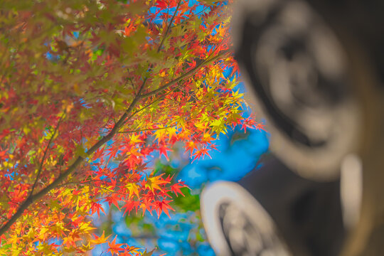 京都の大徳寺の美しい庭園の紅葉