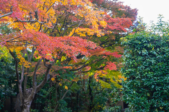 京都の大徳寺の美しい庭園の紅葉