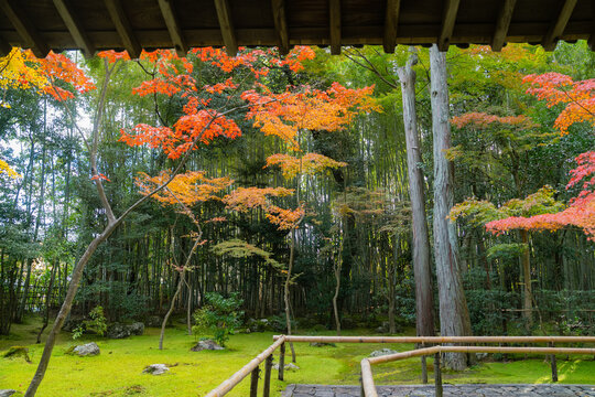 京都の大徳寺の美しい庭園の紅葉