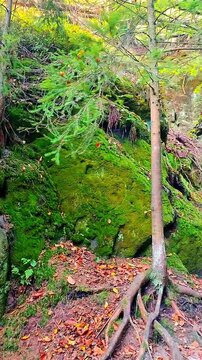 Panning through a panoramic view of a hiking trail called Wild Hell with a beautiful gorge, deep canyon, magical forest and sand stone rocks in Saxon Switzerland national park, Germany
