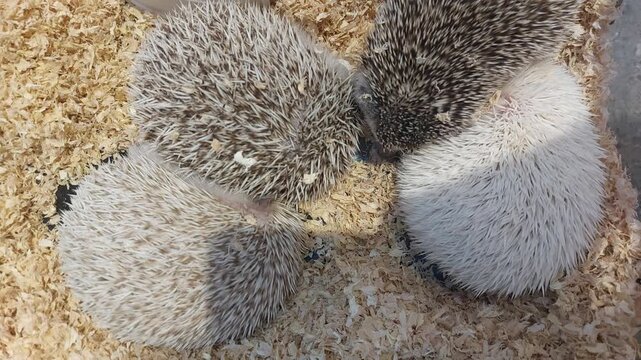 Hedgehogs huddled together in wood shavings. Pet care and small animal husbandry. Group of hedgehogs resting in an enclosure. Wildlife, mammal and exotic pet concept.