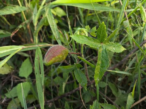 Abelmoschus moschatus sprout with green leaves growing wild in field, raw material source for luxury ambrette musk seed oil.