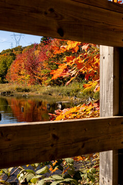 nature automnale de quebec