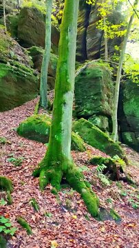 Panning through a panoramic view of a hiking trail called Uttewalder with a beautiful gorge, magical ancient forest and sand stone rocks in Saxon Switzerland national park, Germany