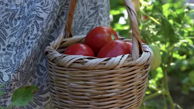 vegetable gardening at the backyard