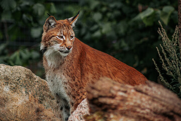Eurasian lynx with tufted ears and reddish spotted fur resting among rocks and vegetation in a natural woodland habitat portrait © Natans